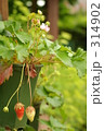 苺 314902