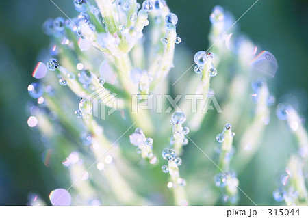 朝の水滴 315044