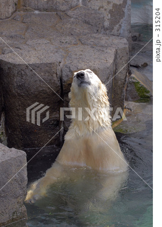 ホッキョクグマ 315204