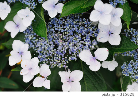 額紫陽花 315629