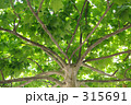 木陰 315691