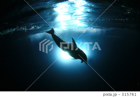 ナイトドルフィン 315761