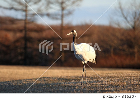 タンチョウ 316207