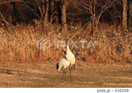 タンチョウ 316209