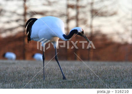 タンチョウ 316210