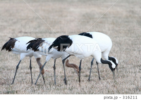 タンチョウ 316211