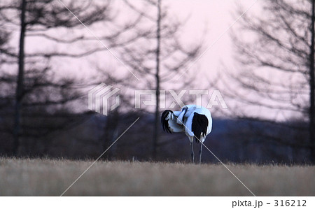 タンチョウ 316212