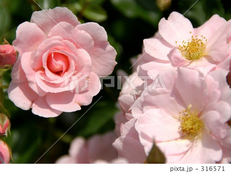 クイーンマザー クイーンマザー 316571