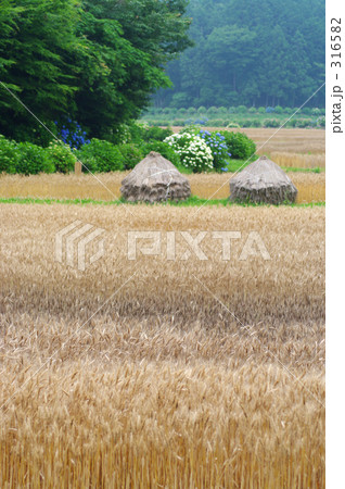 ワラ山のある麦畑 316582