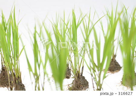 田植えの苗　４ 316627