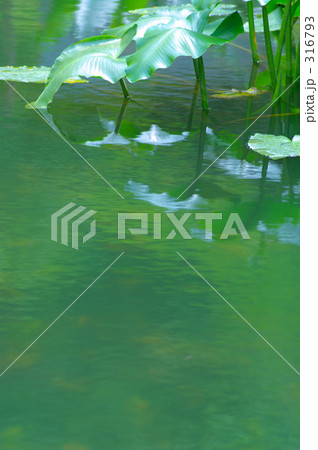 風そよぐコウホネの水辺 風そよぐコウホネの水辺 316793