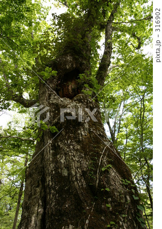 ミズナラの大木 316902