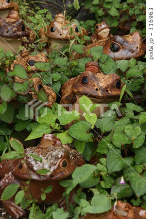 カエルの歌が♪ カエルの歌が♪ 316963