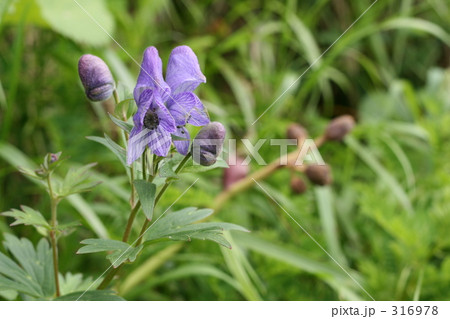 トリカブトの花 トリカブトの花 316978