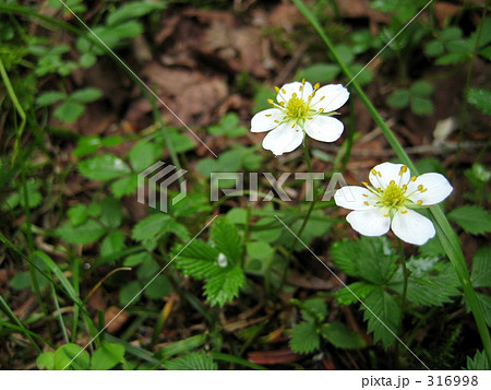 ミツバオウレンの花の写真素材