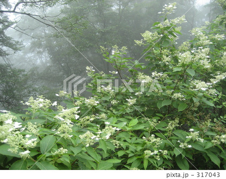 霧とノリウツギ 317043