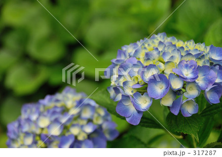 雨もまた良き哉 317287