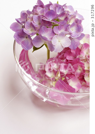 アジサイⅢ 317296