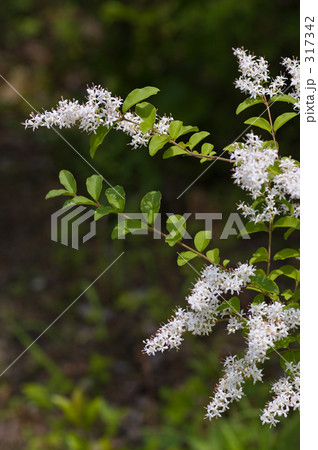 セイヨウイボタ 317342