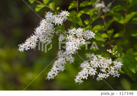 セイヨウイボタ 317346