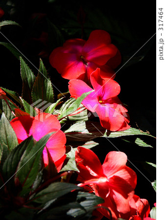 ニューギニアインパチェンス 317464