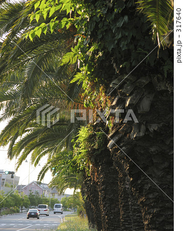 ヤシのある風景 317640