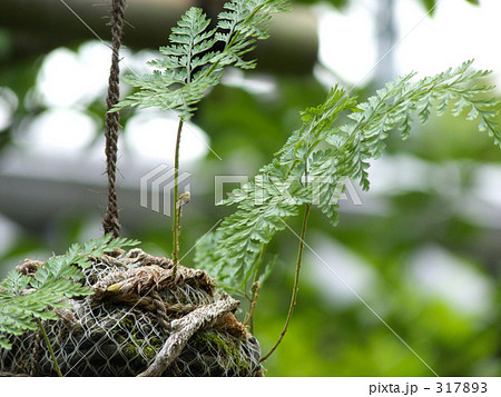 つりしのぶ つりしのぶ 317893