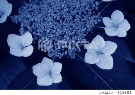 Blue…紫陽花 Blue…紫陽花 318301