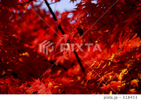 真っ赤なもみじ 318453