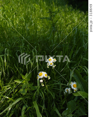 野原 白い花 雑草の写真素材