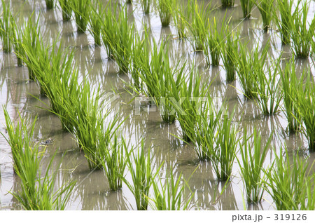 水田 319126