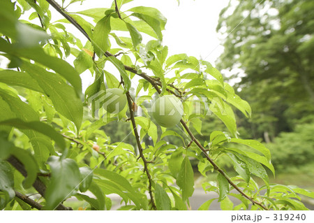 木に実る青い杏の実 319240