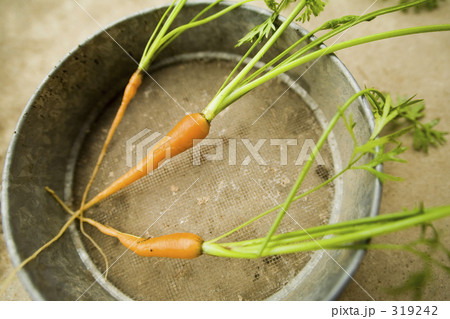 ミニニンジン 319242