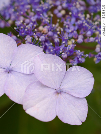 アジサイ アジサイ 319319