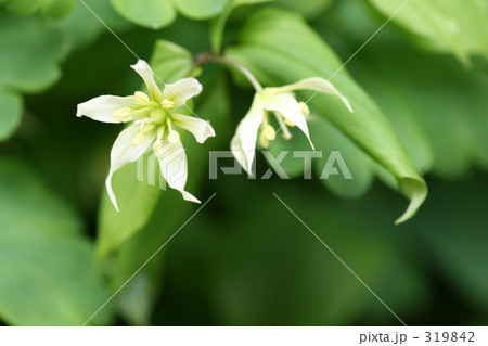 チゴユリの花 319842