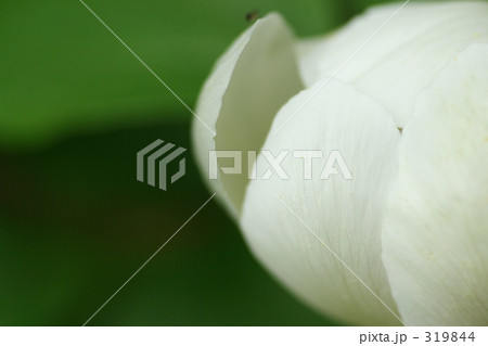 ヤマシャクヤク ヤマシャクヤク 319844