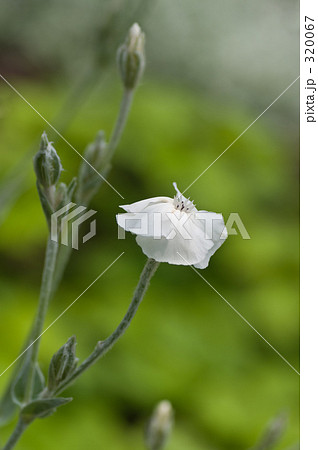 フランネル草 320067