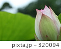 蓮 320094