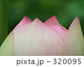蓮 320095