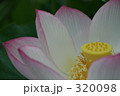 蓮 320098