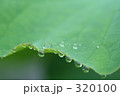 みずたま 320100