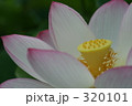 蓮 320101