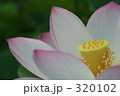 蓮 320102