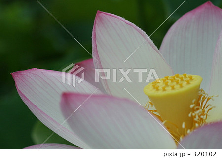 蓮 蓮 320102