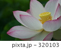 蓮 320103
