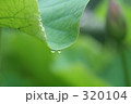 水玉 320104