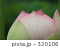 蓮 320106
