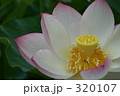 蓮 320107