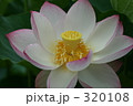 蓮 320108