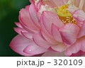蓮 320109